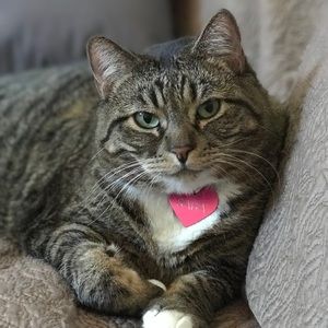 Meet your Posher, Toshimi